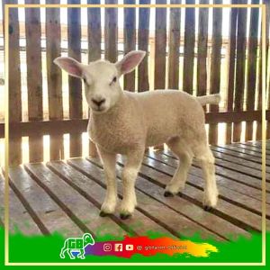 Booking Domba Texel Fullblood