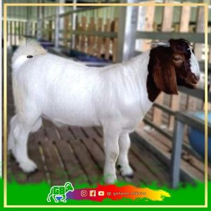 Kambing Boer Fullblood Bakalan