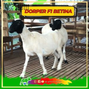 Domba F1 Dorper - Betina