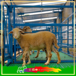 Cross Texel Bunting Dorper Fullblood