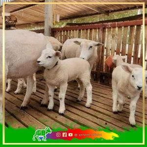 Domba Texel Fullblood