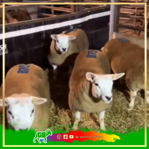 Domba Belgian Texel