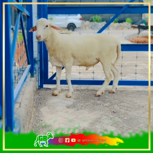 Domba White Dorper F1