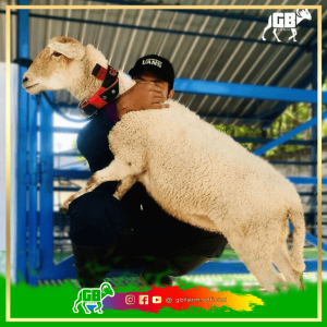 Domba Texel Betina Dewasa