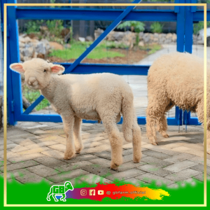 Domba Merino Grade Super