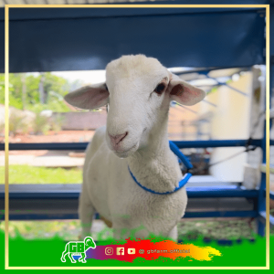Domba Texel Indonesia - Bakalan