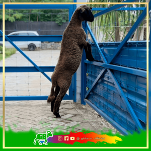 Domba Dorper Hitam - Black Sheep