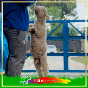 Domba Merino Kualitas Medium