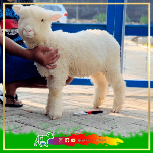Domba Merino Kualitas Kontes