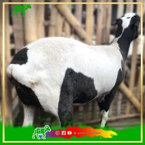 Indukan Dorper F1 Super