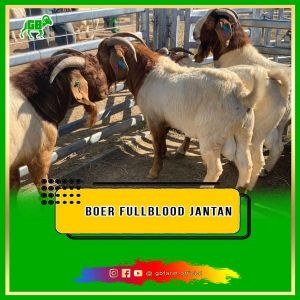 Booking Kambing Boer Fullblood