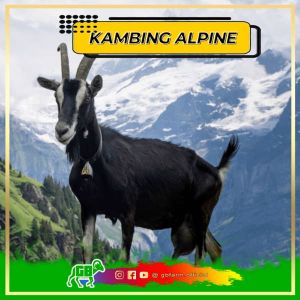 Booking Kambing Alpen Impor
