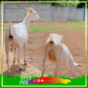 Kambing Sapera Betina