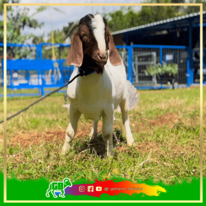 Kambing Boer Fullblood Remaja
