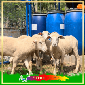 Paket Kambing Aqiqah Siap Masak