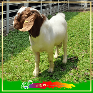 Kambing Boer Kalimantan