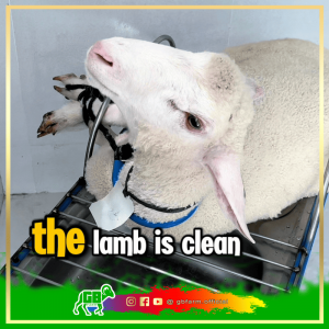 Kambing Guling Premium