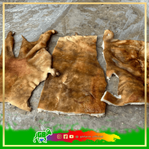 Kulit Domba | Lambskin