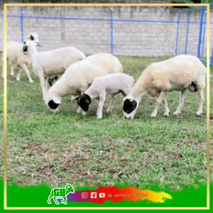 Paket Breeding Dorper Ngawi