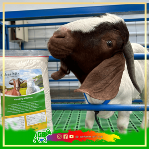 Premix Kambing Domba - Gibas Mix