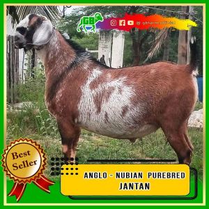 Kambing Anglo Nubian Jantan