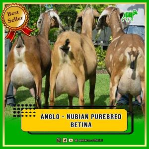 Kambing Anglo Nubian Betina
