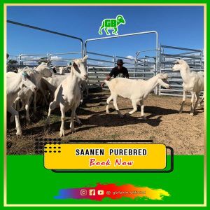 Booking Kambing Saanen Asli