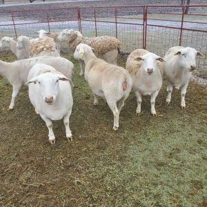White Dorper Fullblood
