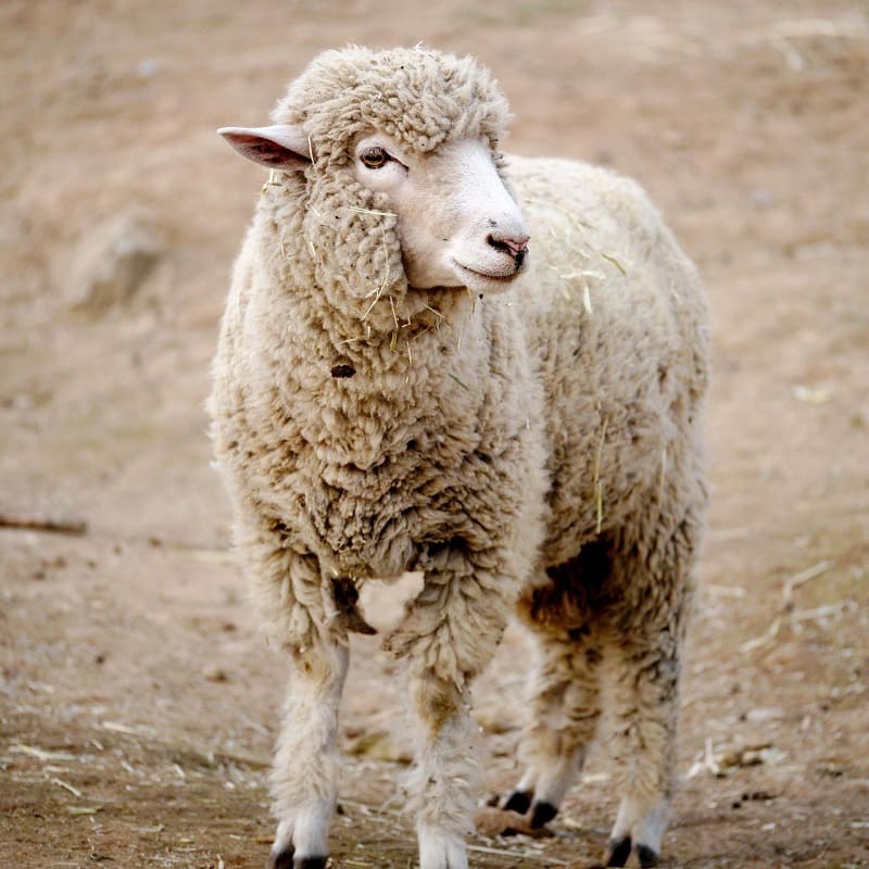 7 Tips Sukses Ternak Domba Merino Menurut Pengalaman