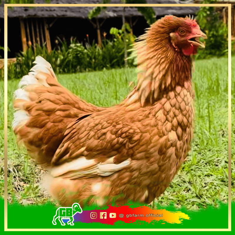 How to Successfully Raise Chickens for the First Time: From Coop to Fresh Eggs