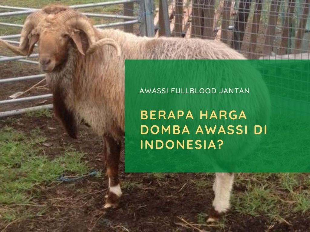 Harga Domba Awassi FullBlood dan F1 di Indonesia yang Berkualitas