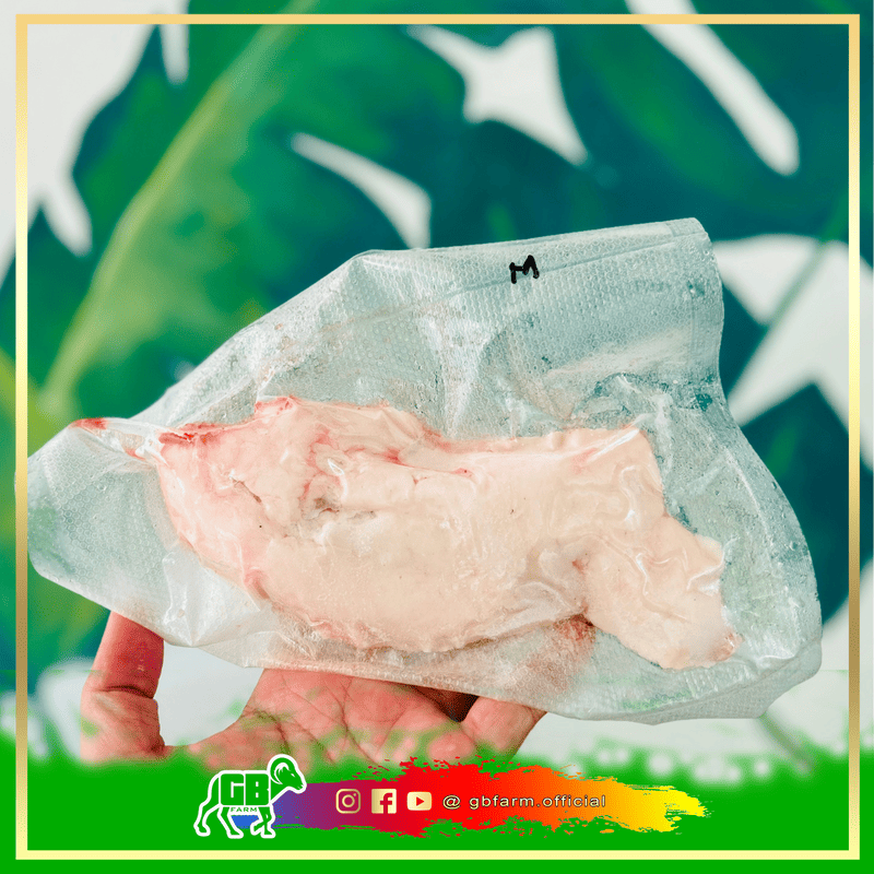 Obat Alami Nyeri Pinggang sesuai Sunnah Adalah Ekor Kambing Domba