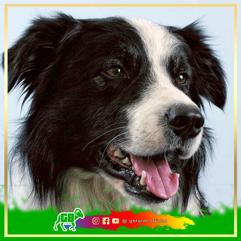 The Ultimate Guide to Dog Training: Unlocking Obedience, Intelligence, and a Lifetime Bond
